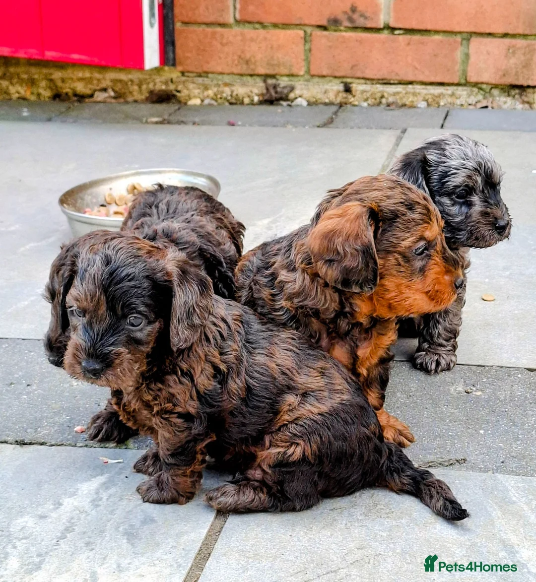 Doxiepoo dogs for sale: Mini-Wire Dachshund x Asian Toy Poodle puppies - Advert 1