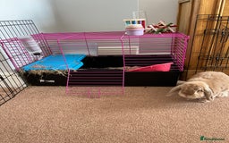 Mini Lop rabbits for sale: Mini Lop - Image 5