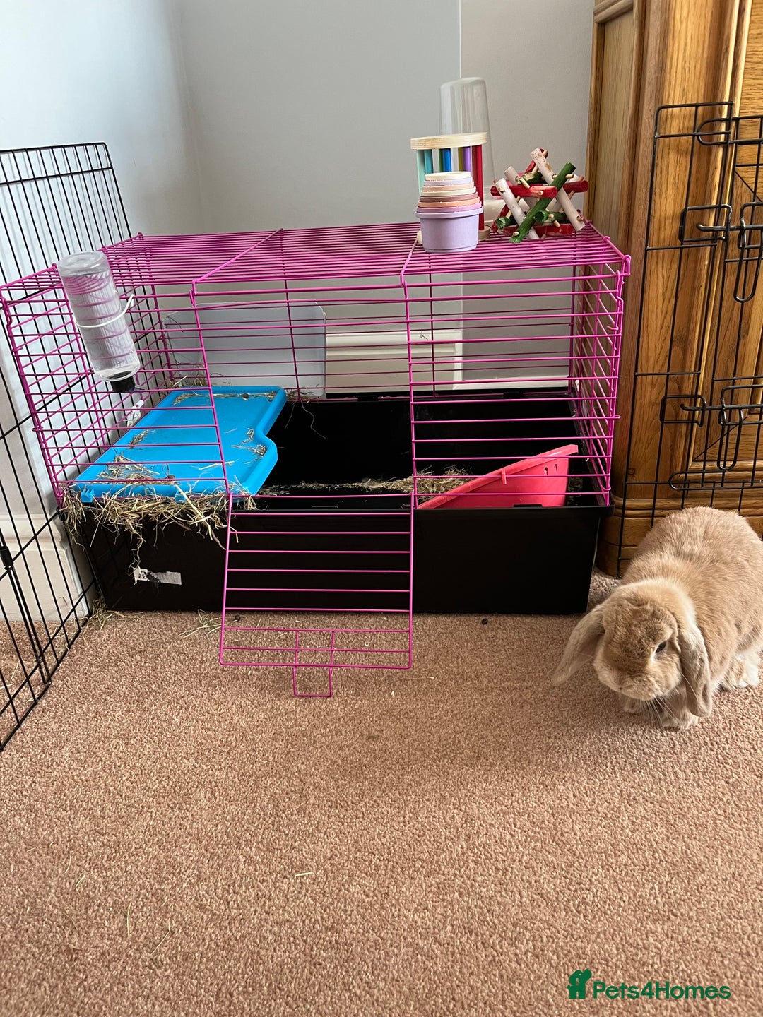 Mini Lop rabbits for sale: Mini Lop - Image 5