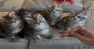 Maine Coon cats - Advert 15