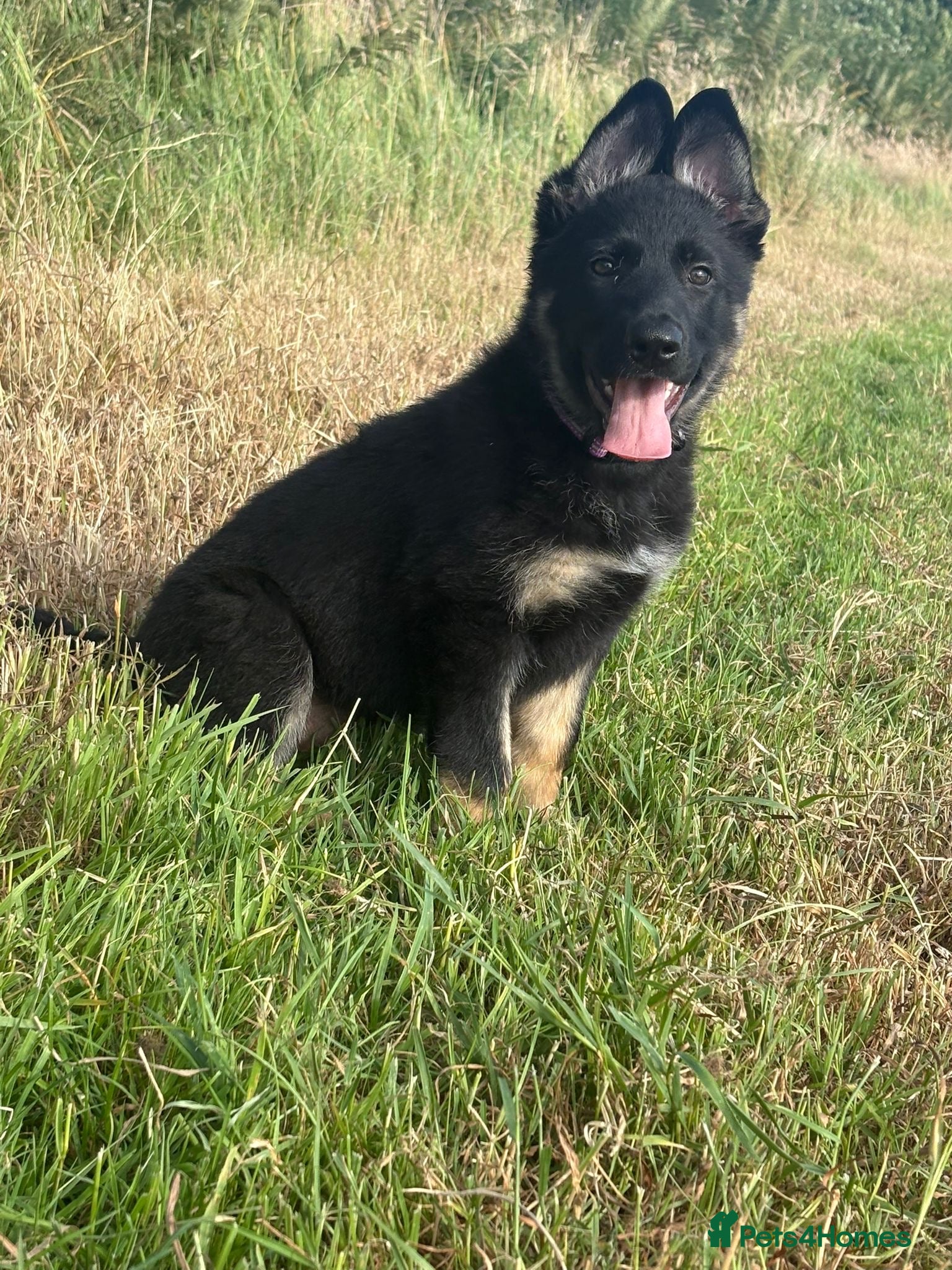 German Shepherd dogs Europes elite: male and female available  - Advert 2