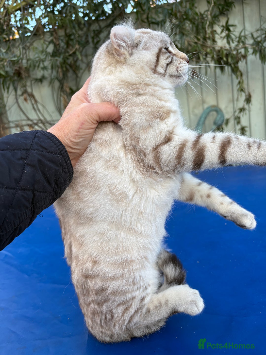 Savannah cats for sale: Superb snow leopard male  - Advert 6