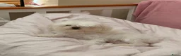 Maltese dogs for stud: Maltese Male - Pedigree Stud Dog in Woodford Green - Advert 2