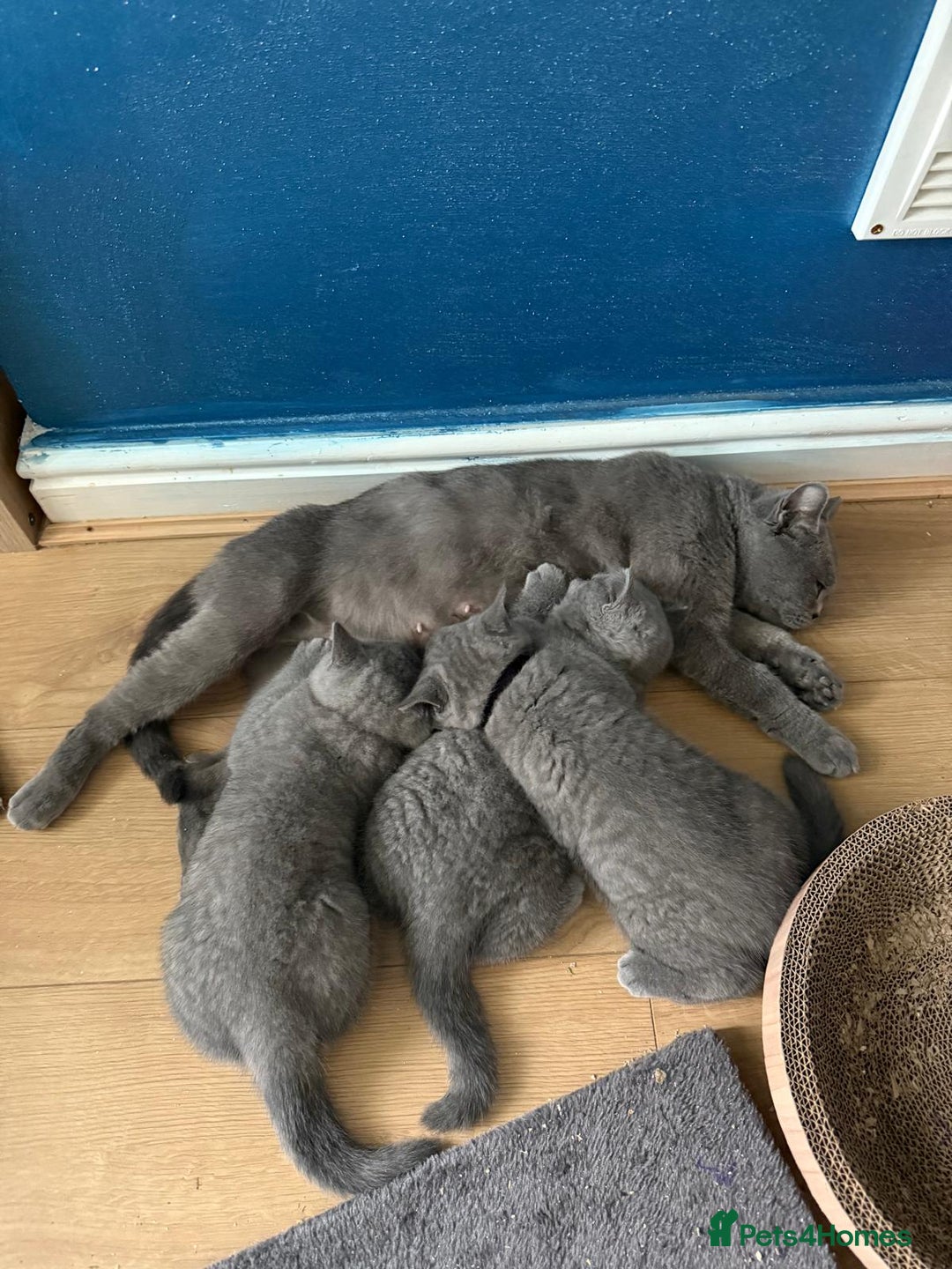 British Shorthair cats for sale: 2 Blue british shorthair for sale - Image 8