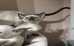 Siamese cats for sale: 5 affectionate adorable Siamese kittens ready now - Image 9
