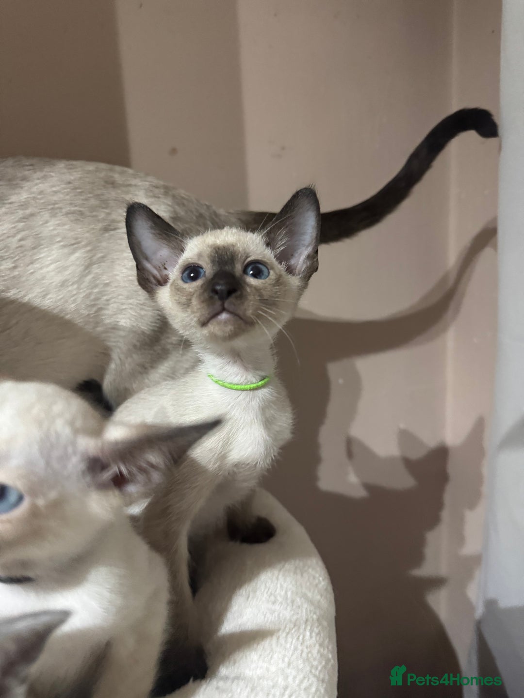 Siamese cats for sale: 5 affectionate adorable Siamese kittens ready now - Image 9