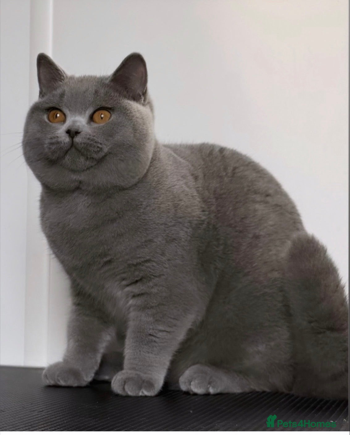 British Shorthair cats Beautiful blue girl  - Advert 3