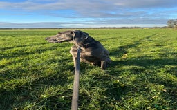 Weimaraner dogs for sale: 9 years old Winston looking for a new home  - Image 2