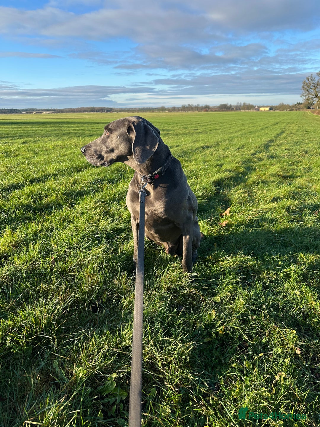 Weimaraner dogs for sale: 9 years old Winston looking for a new home  - Image 2
