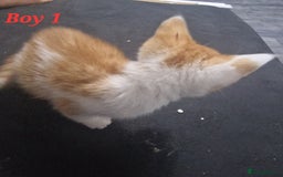 Mixed Breed cats for sale: Beautiful kittens for sale - Image 9
