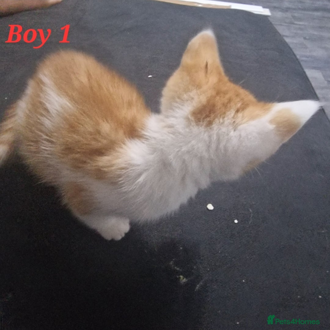 Mixed Breed cats for sale: Beautiful kittens for sale - Image 9