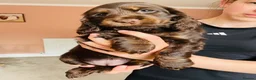 Cocker Spaniel dogs for sale: Top Quality Show cocker pups - Advert 7