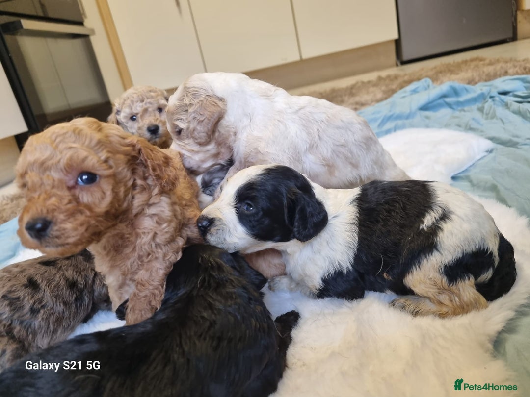 Cockapoo dogs for sale: Cockapoos - Image 16