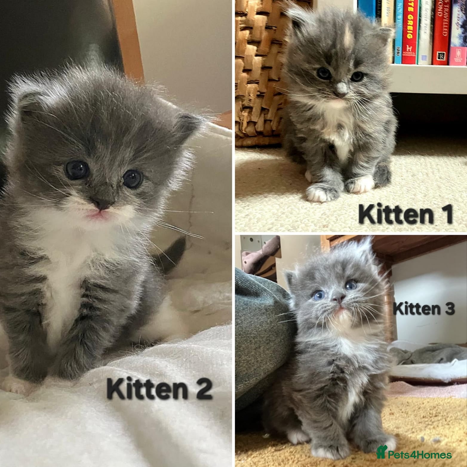 Ragdoll cats Stunning Perdoll Kittens. 1 boy/2 girls - Advert 17