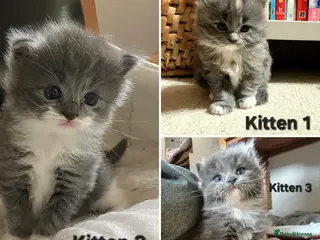 Ragdoll cats Stunning Perdoll Kittens. 1 boy/2 girls - Advert 17