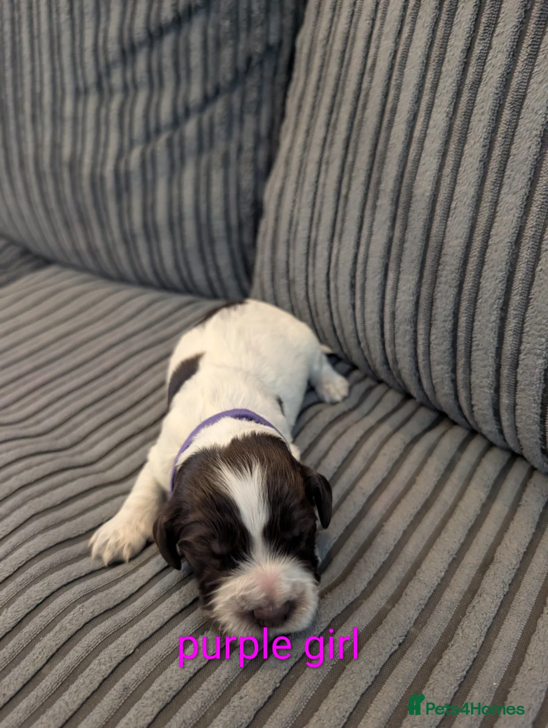 Cocker Spaniel dogs for sale: Working cocker spaniel puppies  - Advert 2