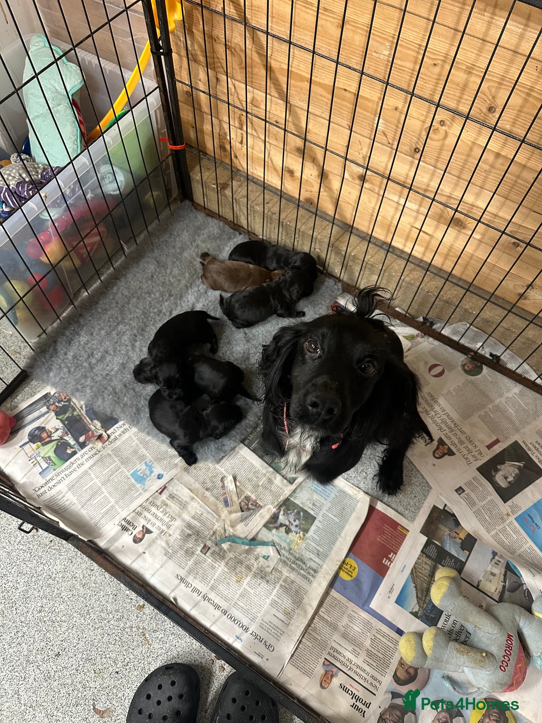 Cocker Spaniel dogs for sale: Kc reg Cocker pups. Black/choc Ready from 20 dec  - Image 5