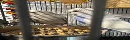 Budgerigars birds for sale: Two young budgies and full set up  in Stroud - Advert 14