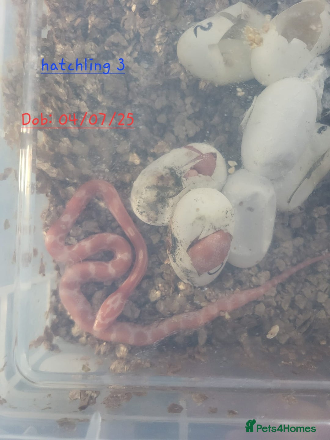 Corn Snake reptiles for sale: Beautiful corn snakes  - Image 10
