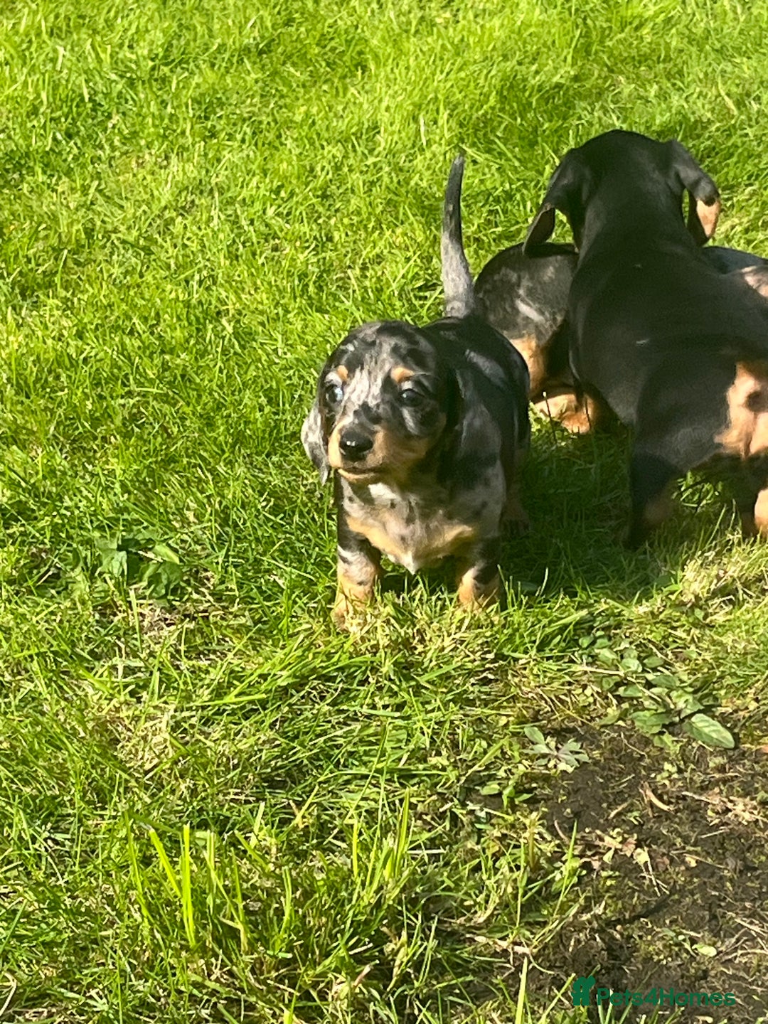 Dachshund dogs for sale: Mini dachshund puppies  - Image 6