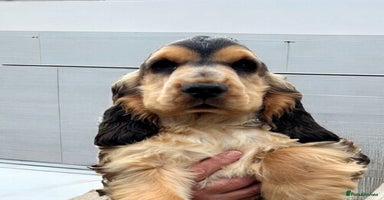 Cocker Spaniel dogs in Gainsborough - Advert 8