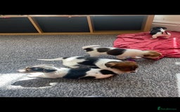 Jack Russell dogs for sale: Jack Russell  - Image 2