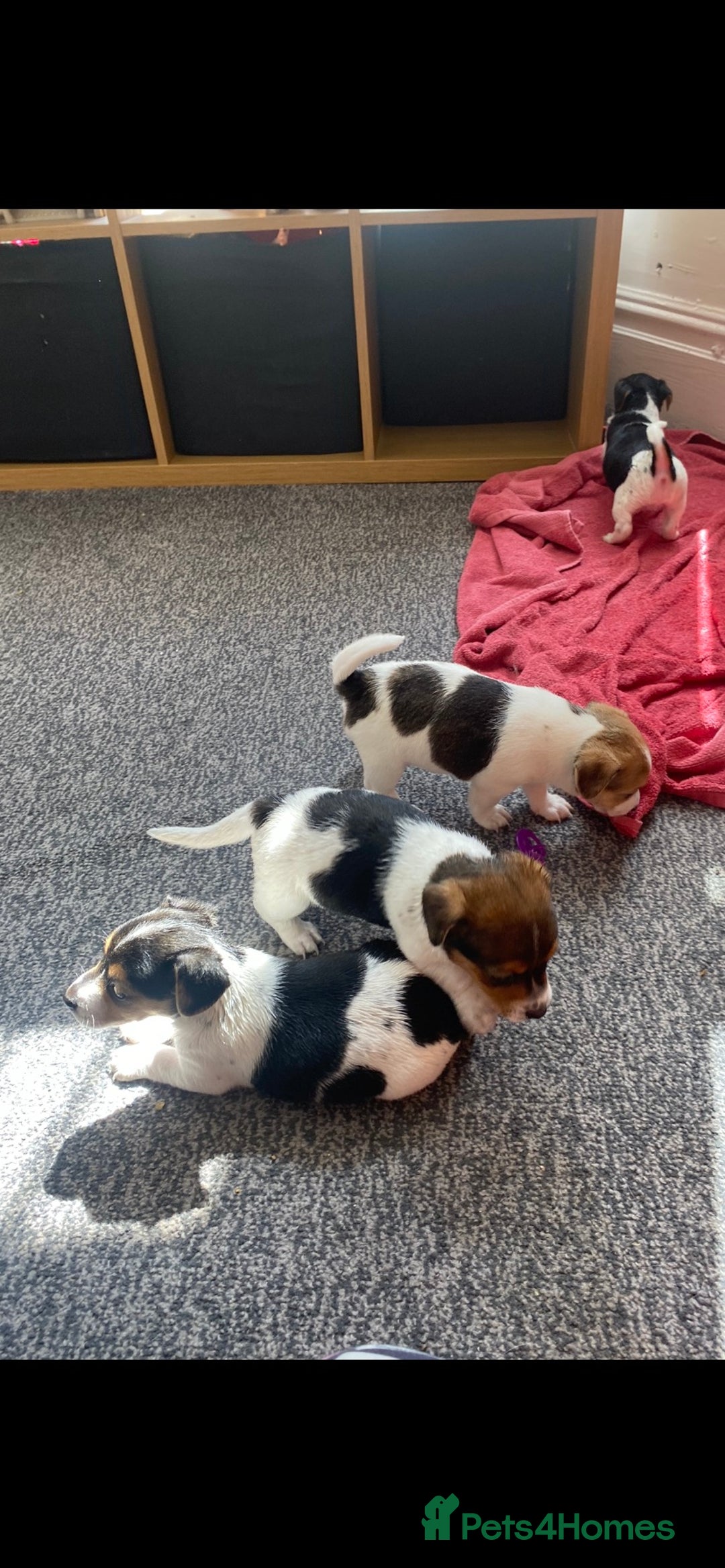 Jack Russell dogs for sale: Jack Russell  - Image 2