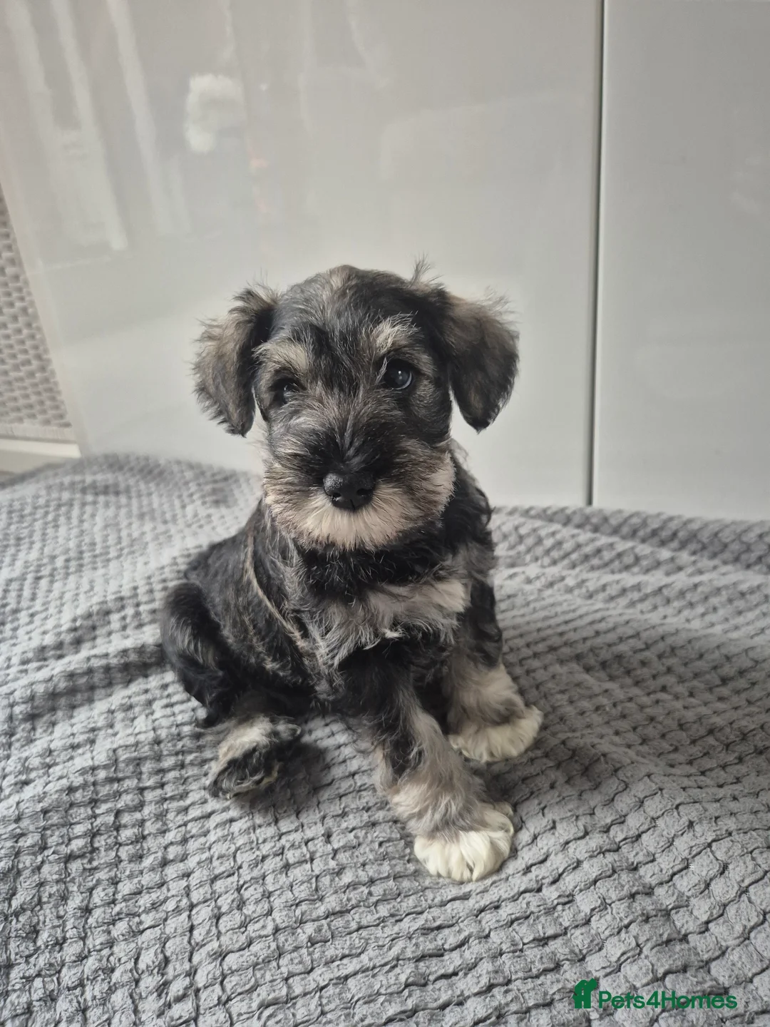 Miniature Schnauzer dogs for sale: KC Registered Miniature Schnauzer Puppies - Advert 21