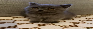 British Shorthair 1