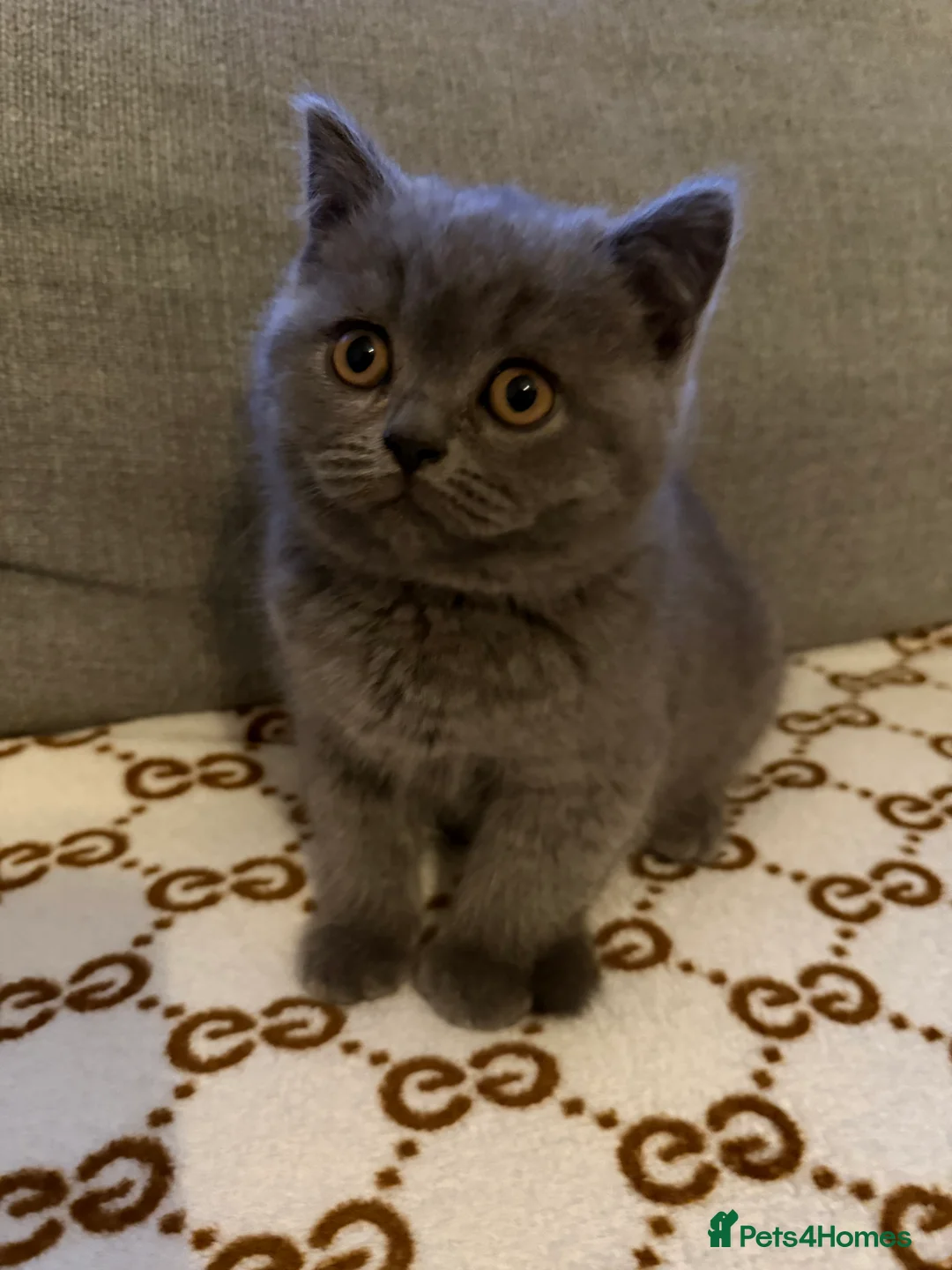 British Shorthair cats for sale: Very beautiful cats in Orpington - Advert 4