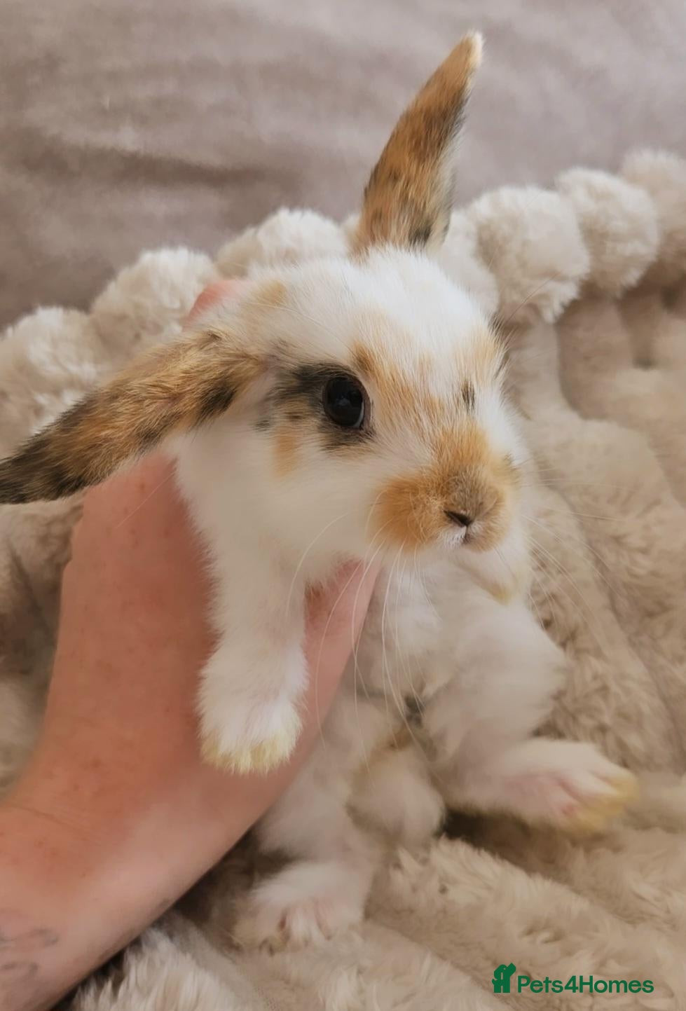 Mini Lop rabbits Baby rabbits 6weeks3days (ready now) - Advert 2