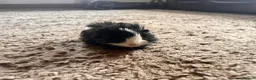 Guinea Pig rodents for sale: 8 week old long haired male guinea pig - Advert 10