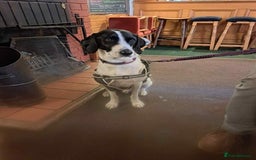 Pointer dogs for adoption: Charlie is looking for his forever home  - Image 16