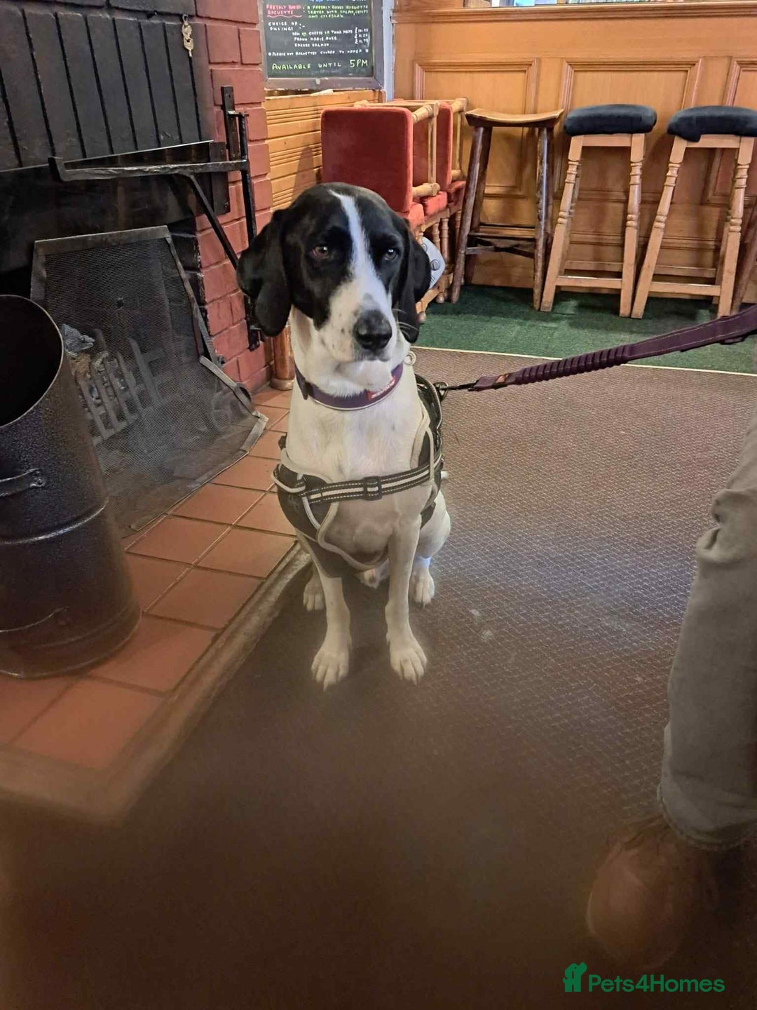 Pointer dogs for adoption: Charlie is looking for his forever home  - Image 16