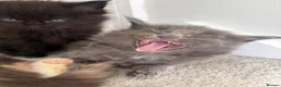 Maine Coon cats for sale: Maincoone kittens ready to reserve  - Advert 21