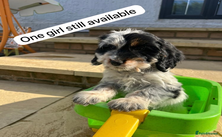 Cockapoo dogs - Advert 4