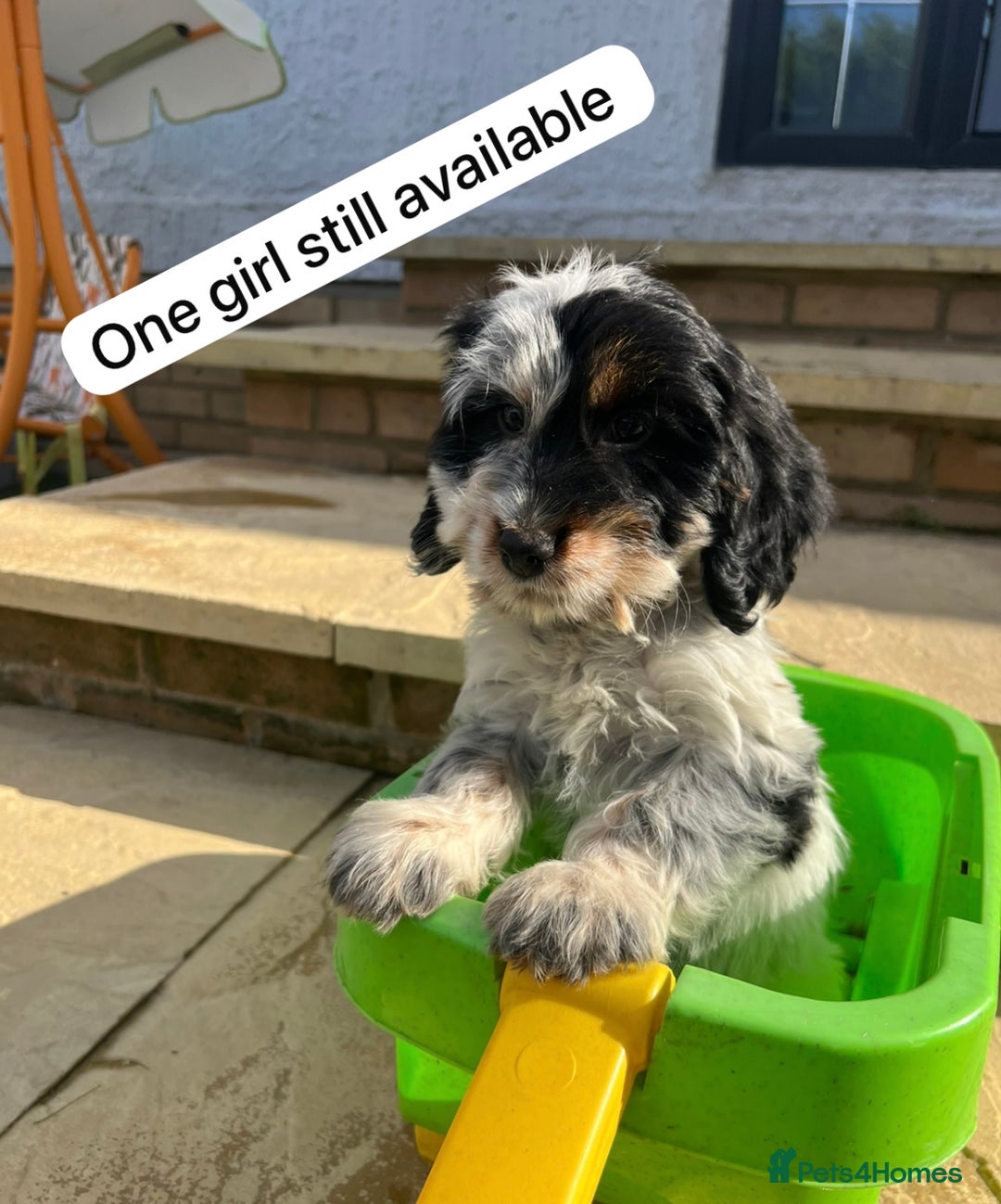 Cockapoo dogs for sale: F1B puppies - Image 1