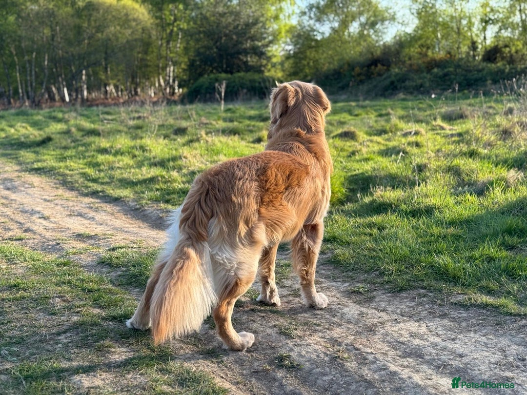 Golden Retriever dogs for stud: KC Registered Golden Retriever Stud in Crawley - Advert 9