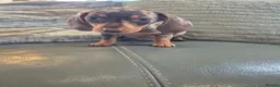 Miniature Dachshund dogs for sale: KC Dachshunds  - Ready now - Advert 13