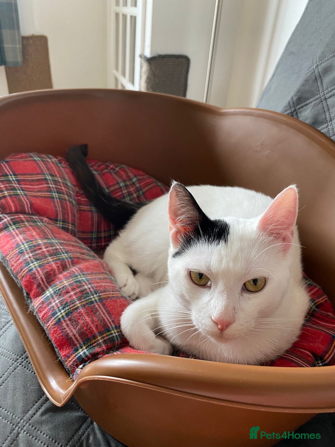 Mixed Breed cats for adoption: Gentle Marc Still Waiting for His Forever Home - Image 2