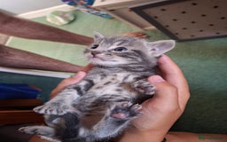 Mixed Breed cats for sale: British short hair cross kittens - Image 1