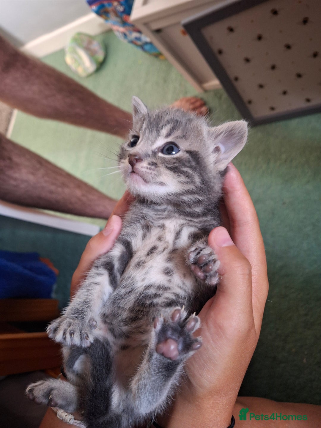 Mixed Breed cats for sale: British short hair cross kittens - Image 1