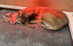 Goldador dogs for sale: Stunning Goldadors  - Image 6