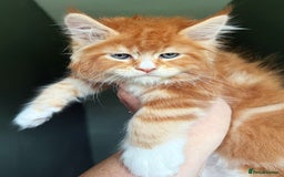 Maine Coon cats for sale: STUNNING LITTER OF ANDERPRIDE MAINE COONS  - Image 7