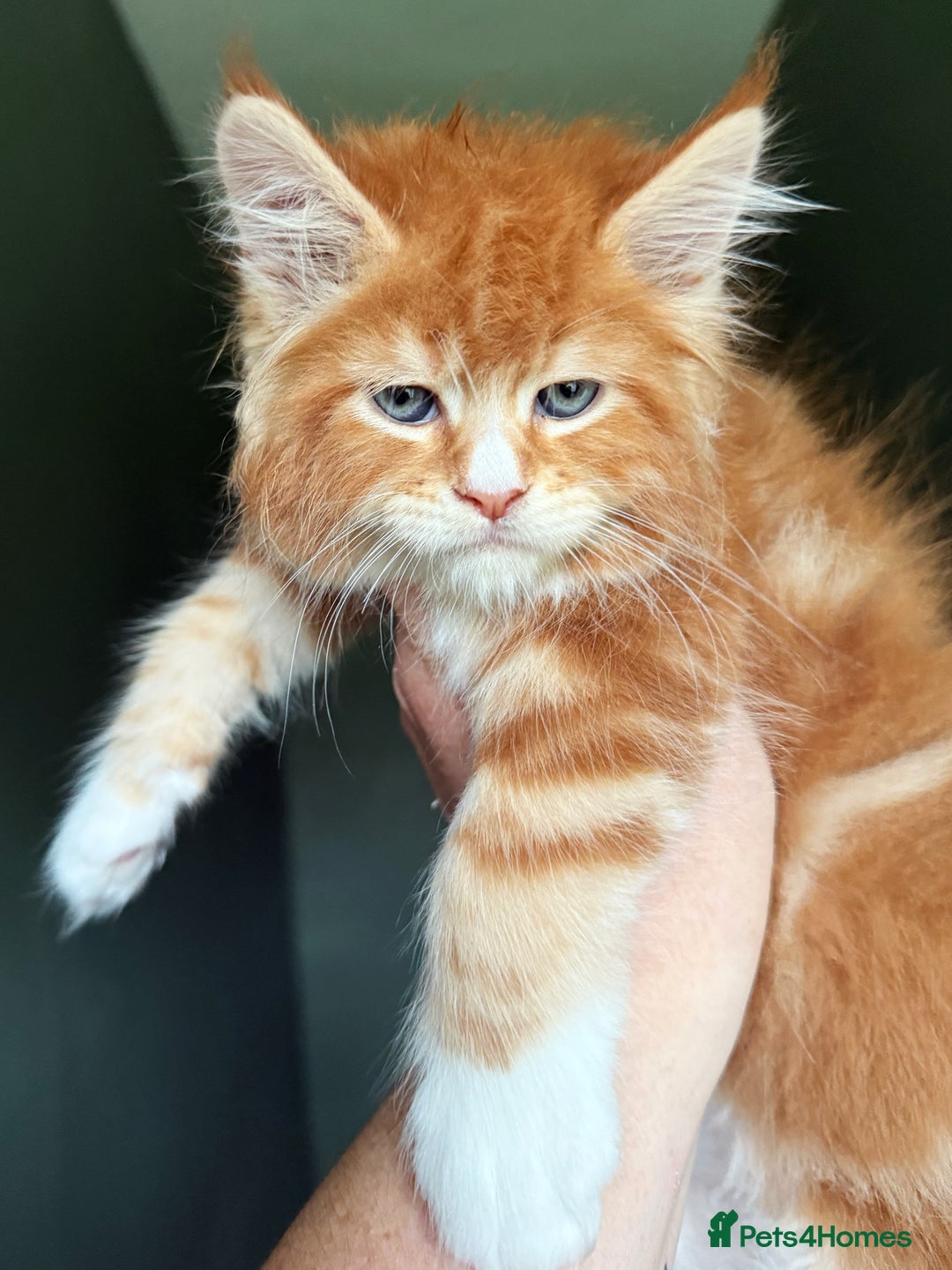 Maine Coon cats for sale: STUNNING LITTER OF ANDERPRIDE MAINE COONS  - Image 7