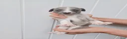 Whippet dogs for sale: Whippet Puppies - Advert 15
