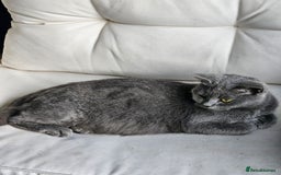 British Shorthair cats for sale: 4 years old British Short-hair - Image 10