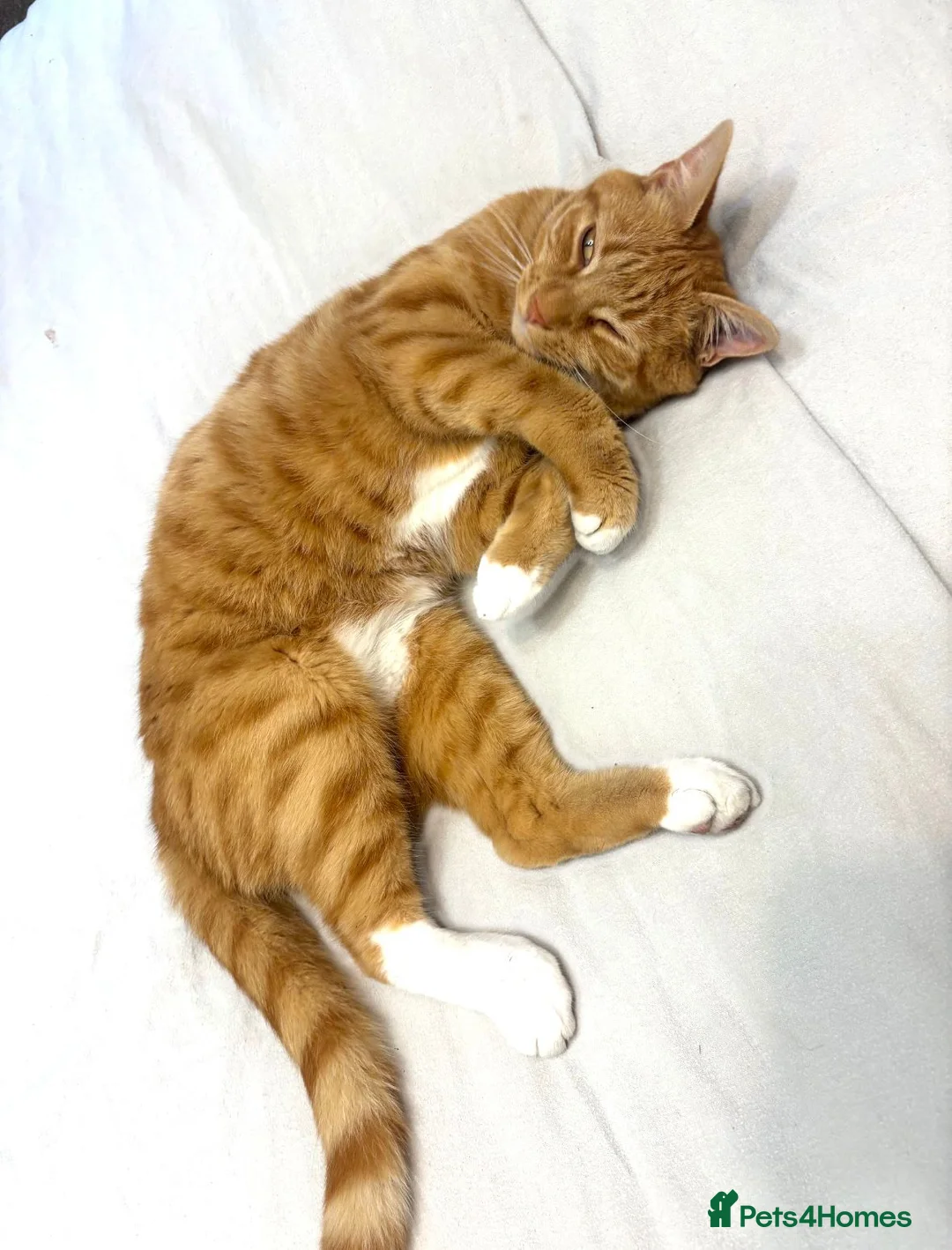 Mixed Breed cats for sale: Pumkin in Chester - Advert 2