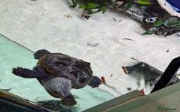 Terrapin reptiles for sale: 2 diamond back terrapins  - Image 8