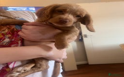 Cocker Spaniel dogs for sale: 2 female purebred cocker spaniels - Image 9